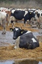 Cows shake on the street and look into the frame