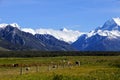 Cows and Sheep grazing Royalty Free Stock Photo