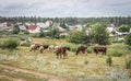 Cows and sheep grazing in the village Royalty Free Stock Photo