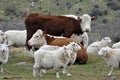 Cows and sheep together on the pasture Royalty Free Stock Photo