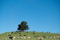 Cows and Sheeps in green rural meadow, South Island, New Zealand