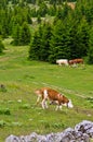 Cows and sheeps on a mountain meadow at summer, mount Beljanica