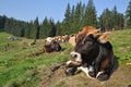 Cows in a shelter.