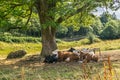 Cows Sheltering Together Under A Tree