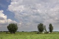 Cows are sheltering under a tree