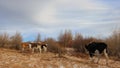 Cows on the shore of Lake Baikal on a sunny winter day in December