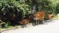 Cows on the side of the road in China. Royalty Free Stock Photo