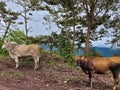 Cows on the side of the road Royalty Free Stock Photo