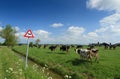 Cows & sign