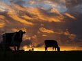 Cows silhouette