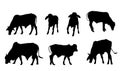 Cows silhouette. They are eating grass from different sides.