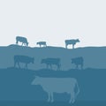 Cows silhouette graze in the field, landscape, sky