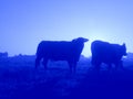 Cows silhouette and sunrise light autumn