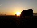 Cows silhouette sunrise light autumn