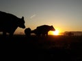 Cows silhouette and sunrise light autumn