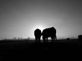 Cows silhouette and sunrise light summer