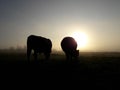 Cows silhouette sunrise light and sun Royalty Free Stock Photo