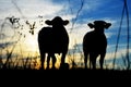 Cows silhouette