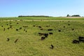Cows silhouettes  grazing, La Pampa, Royalty Free Stock Photo