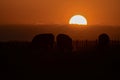 Cows silhouettes  grazing, La Pampa, Royalty Free Stock Photo