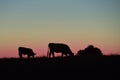 Cows silhouettes grazing, La Pampa, Royalty Free Stock Photo