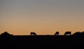 Cows silhouettes  grazing, La Pampa, Royalty Free Stock Photo