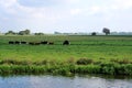 Cows, Single File, In Riverside Meadow