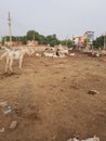 Cows are sitting and horse is in standing position in open area of a town in India