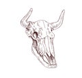 Cows skull. Dead animals head bone with horns. Vintage anatomy drawing of engraved skeleton. Outlined cranium sketch