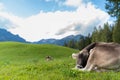 Cows sleeping in the grass in the dolomites