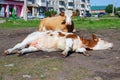 Cows sleeps on the ground