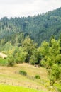 Cows on the slopes of the Balkan Mountains in Bulgaria