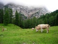 Cows in Slovenia