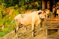 Cows at small farm in countryside Royalty Free Stock Photo