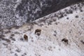 Cows in the snow-covered mountain pasture