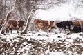 Cows in snowy rural Romania Royalty Free Stock Photo