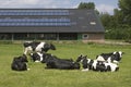 Cows and solar panels on a farm, Netherlands