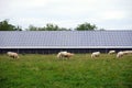 Cows and solar power station