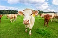 Cows in south Bohemia Royalty Free Stock Photo