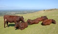 Cows on the South Downs in Sussex, England, UK Royalty Free Stock Photo