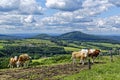 Rolling hills landscape of Rhoen with cows on sunny day in spring