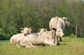 Cows in spring Royalty Free Stock Photo