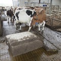 Cows in stable avoid robot sweeper that cleans manure away