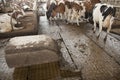 Cows in stable avoid robot sweeper that cleans manure away