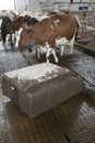 Cows in stable avoid robot sweeper that cleans manure away