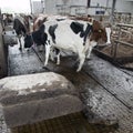 Cows in stable avoid robot sweeper that cleans manure away