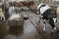 Cows in stable avoid robot sweeper that cleans manure away