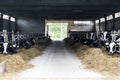 A cows stable