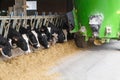 Cows in stable eating with green feed tanker Royalty Free Stock Photo