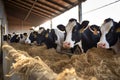 Cows in a stable at a farm. Animal husbandry, Group of cows at cowshed eating hay or fodder on dairy farm, AI Generated Royalty Free Stock Photo